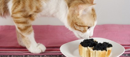 chat-millionaire-association-dfense-animaux-newzitiv