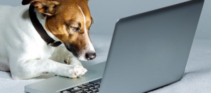 animal-yummypets-newzitiv