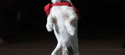 uggie-chien-star-the-artist-pub-nintendo-newzitiv