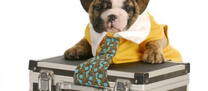 Amenez-votre-chien-au-travail-pour-lutter-contre-le-stress