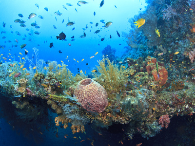 L'Australie et les Maldives protègent leurs fonds marins