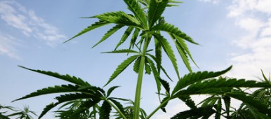 Cannabis