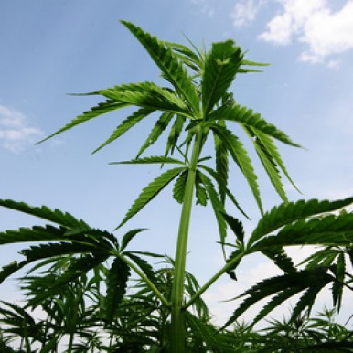 Cannabis