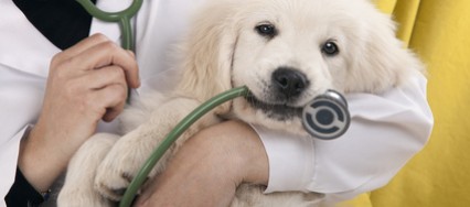 Chat chien vétérinaire et santé