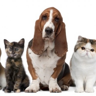 L'été les animaux et l'abandon
