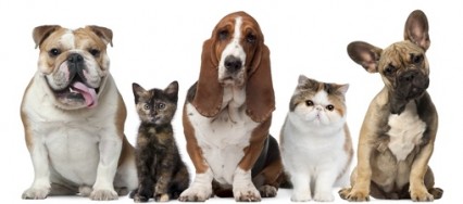 L'été les animaux et l'abandon
